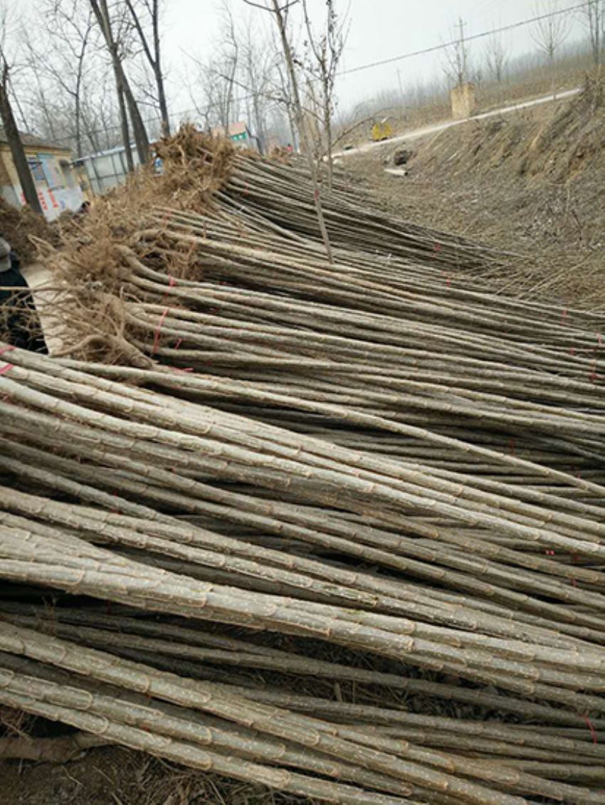 點擊查看詳細(xì)信息<br>標(biāo)題：楊樹苗 閱讀次數(shù)：3424